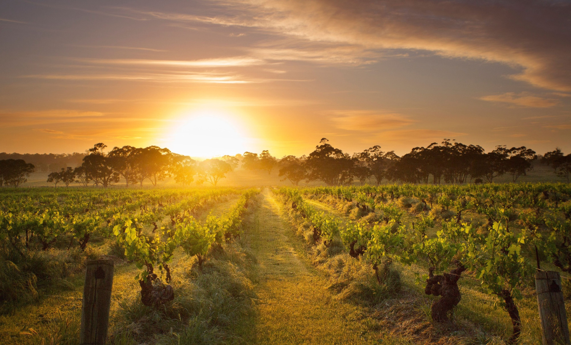 Henschke Mount Edelstone Vineyard Barossa156179 c. Henschke and Co.