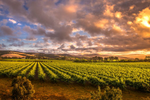 Vineyards iStock 513994974 c.richardlyons R