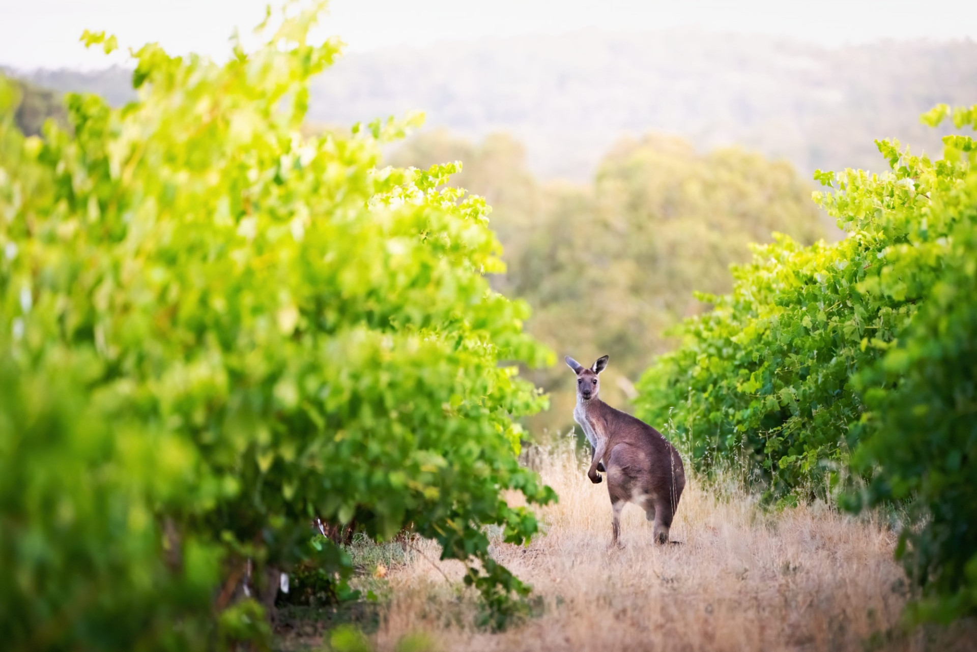 Linfield Road Wines Barossa 