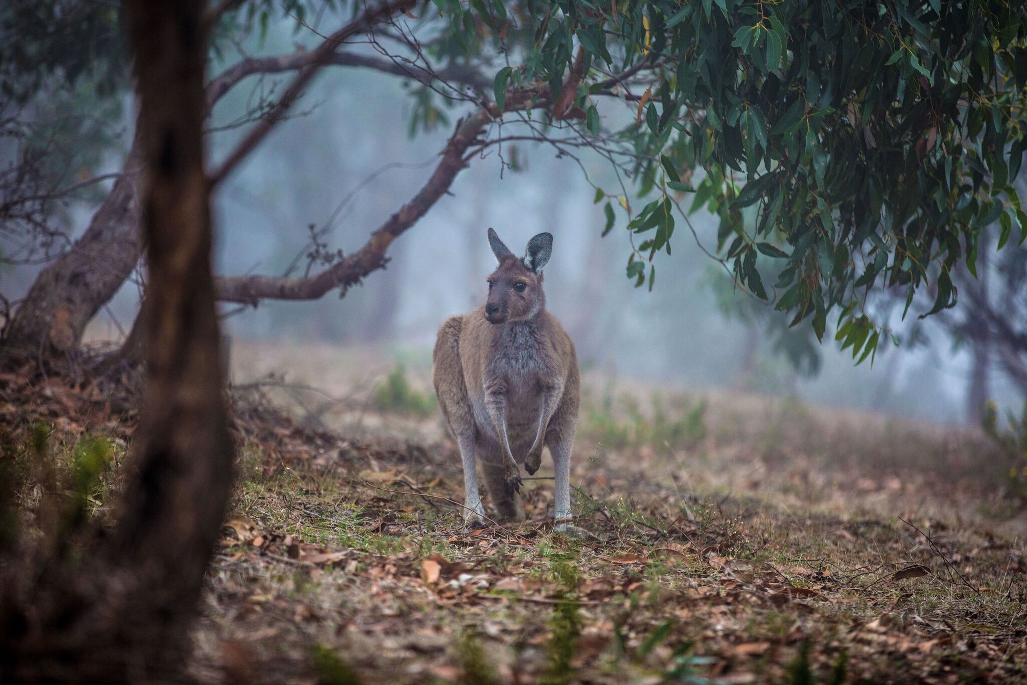 Australia: Tracks, Tastes & Island Wonders - Adelaide, Brisbane & Kangaroo Island
