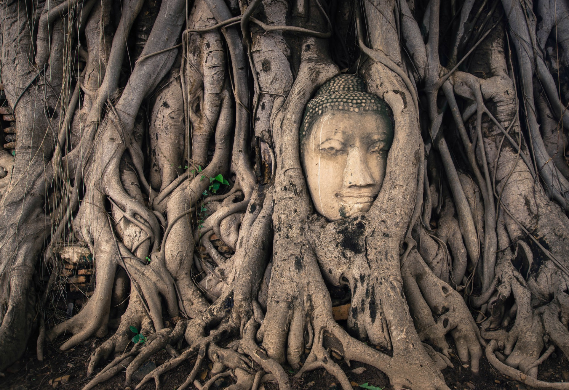 Ayutthaya Head Buddha shutterstock 558604150 c.Chalermphon Srisang