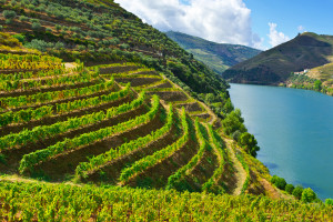 Douro Valley Portugal iStock 1433126069 web