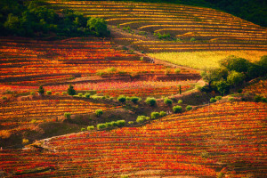 Douro Valley autumn color Portugal AdobeStock 366363915 web