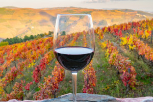 Douro Valley autumn red wine Portugal AdobeStock 401999329 web