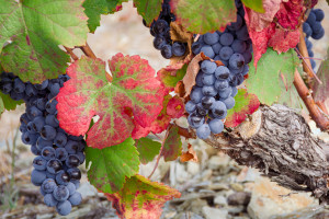 Douro Valley autumnal vines Portugal AdobeStock 877101201 web
