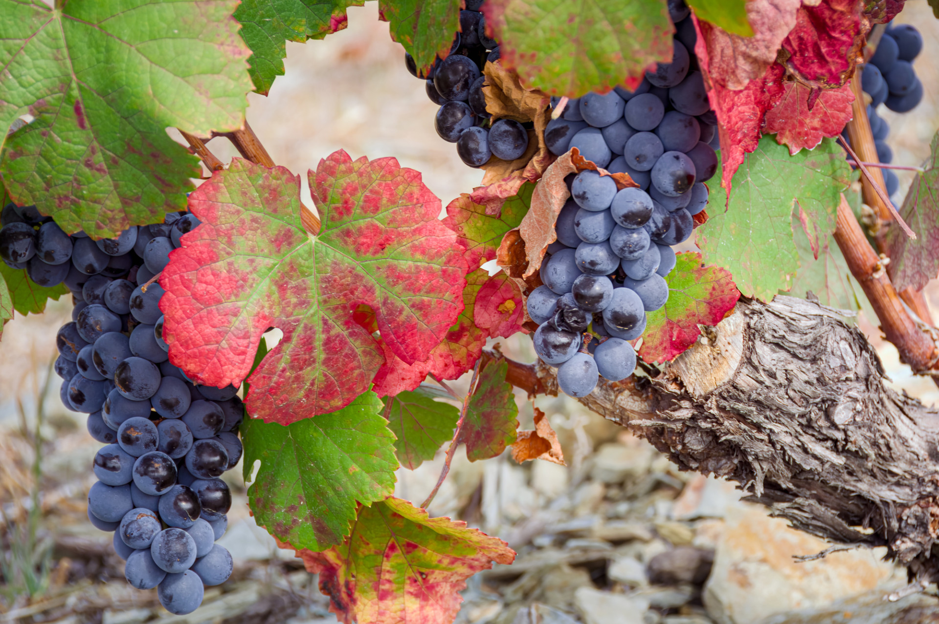 Douro Valley autumnal vines