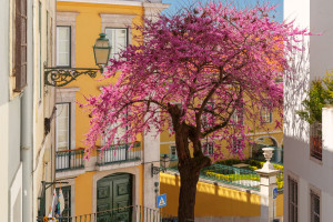 Portugal Lisbon iStock 2189983450