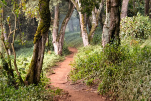 Lemosho Route Afromontane Rainforest pathway Kilimanjaro hike Tanzania near Mti Mkubwa camp web compressed