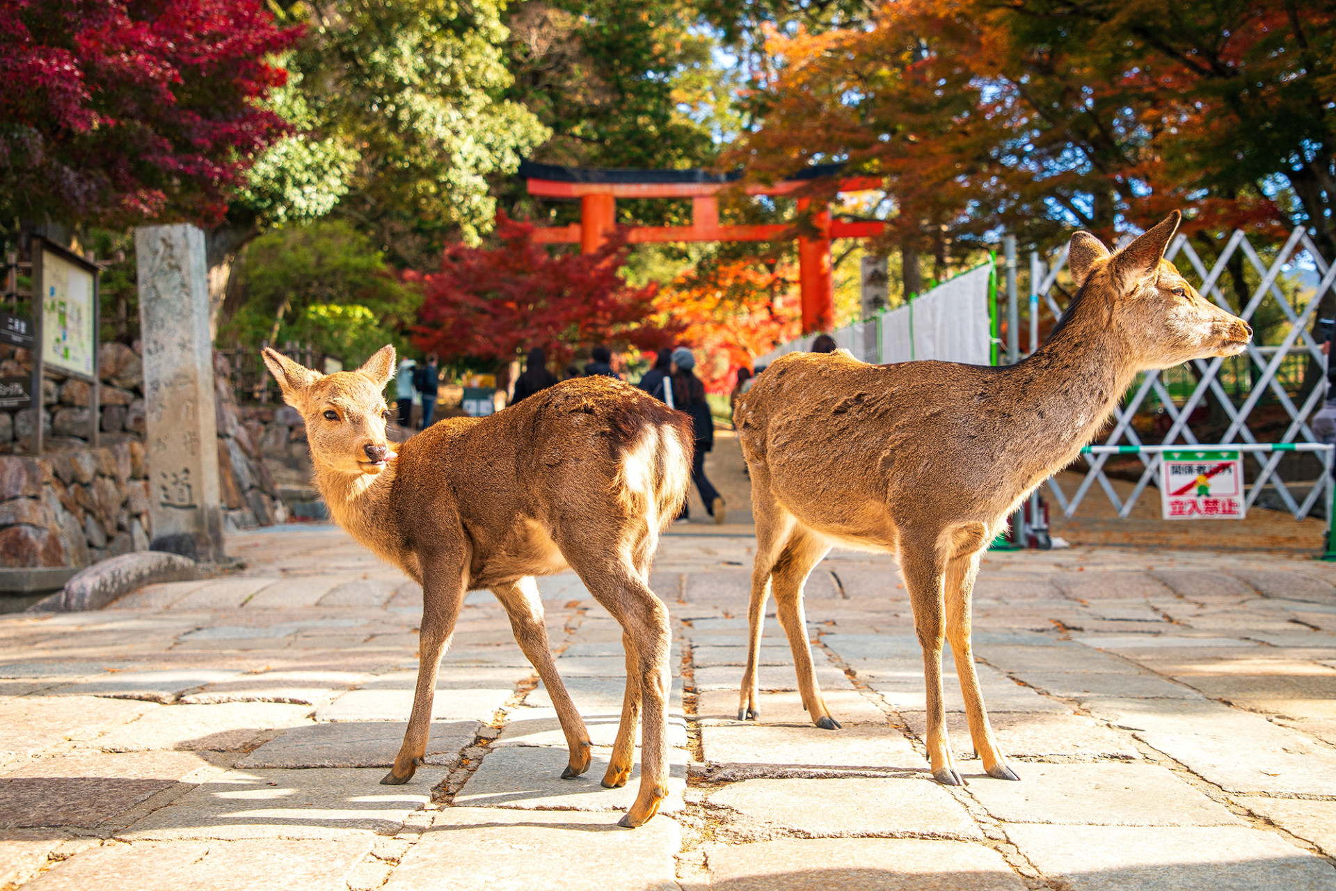 Nara Park Japan shutterstock 2559670237 web