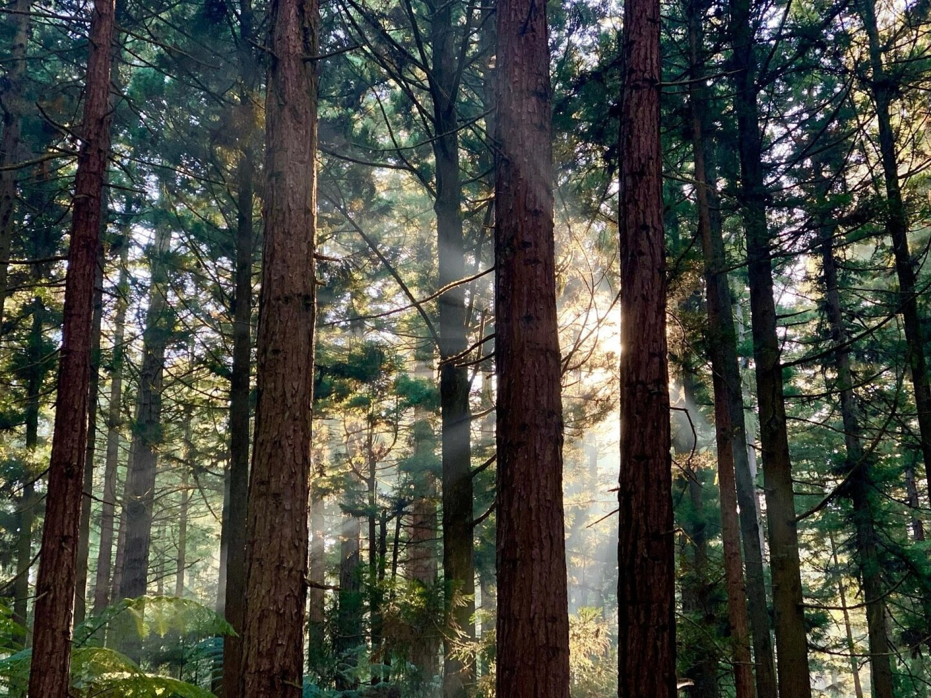 Redwoods Treewalk c Redwwods Treewalk