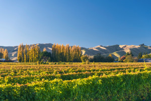 Marlborough Vines c. MarlboroughNZ
