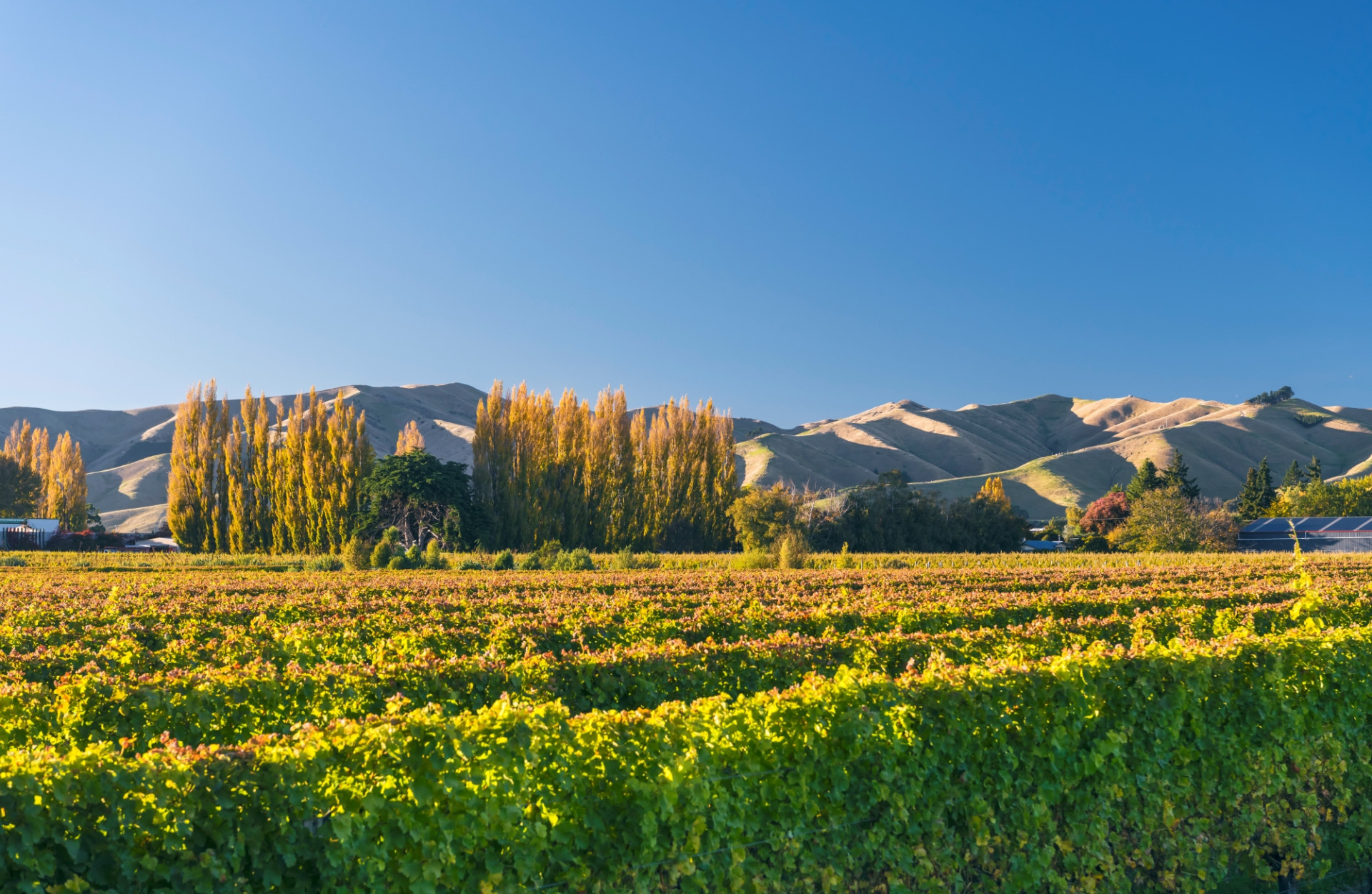 MarlboroughNZ