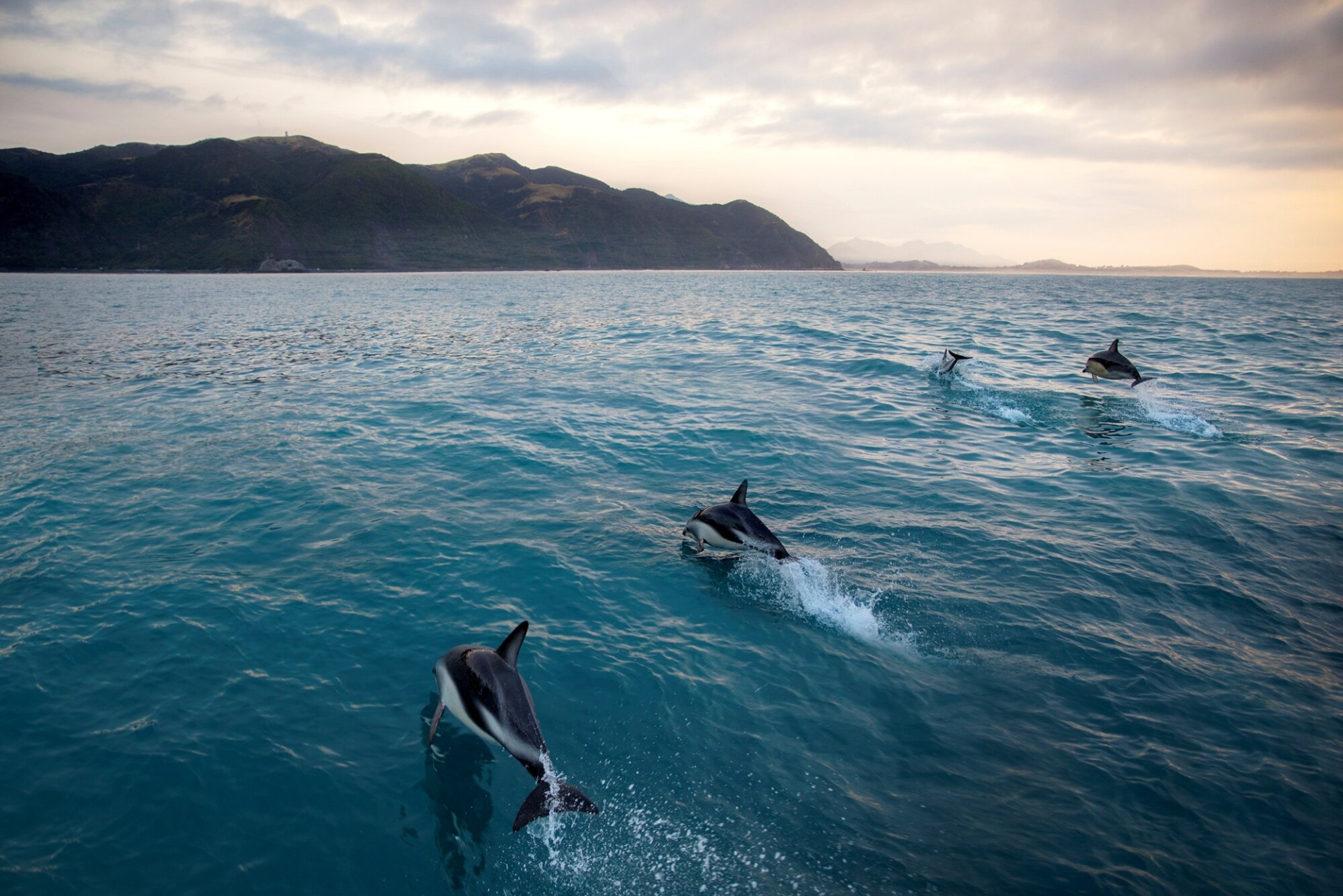 Kaikoura Dolphins, c. William Patino