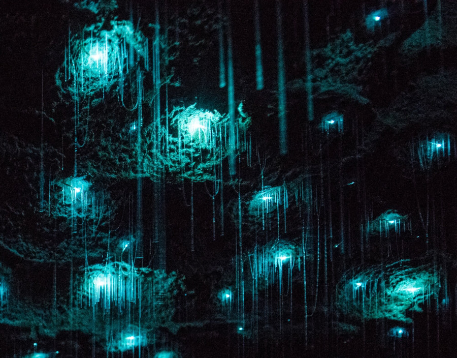 New Zealand North Island Wonders - Auckland, Wellington & Tongariro