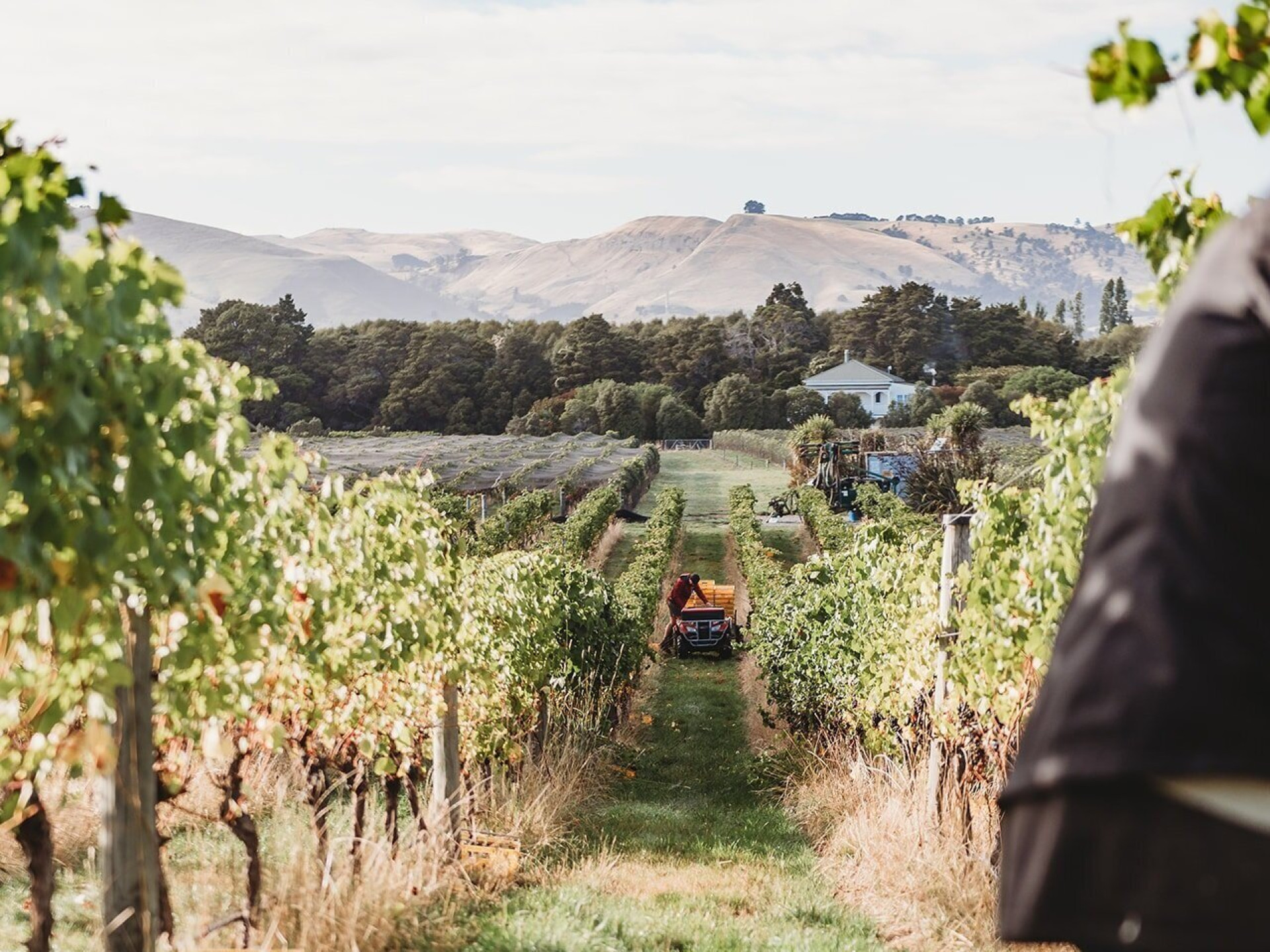 Wairapa Wine Region