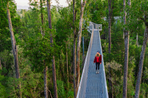 West Coast Treetop Walk Hokitika NZ