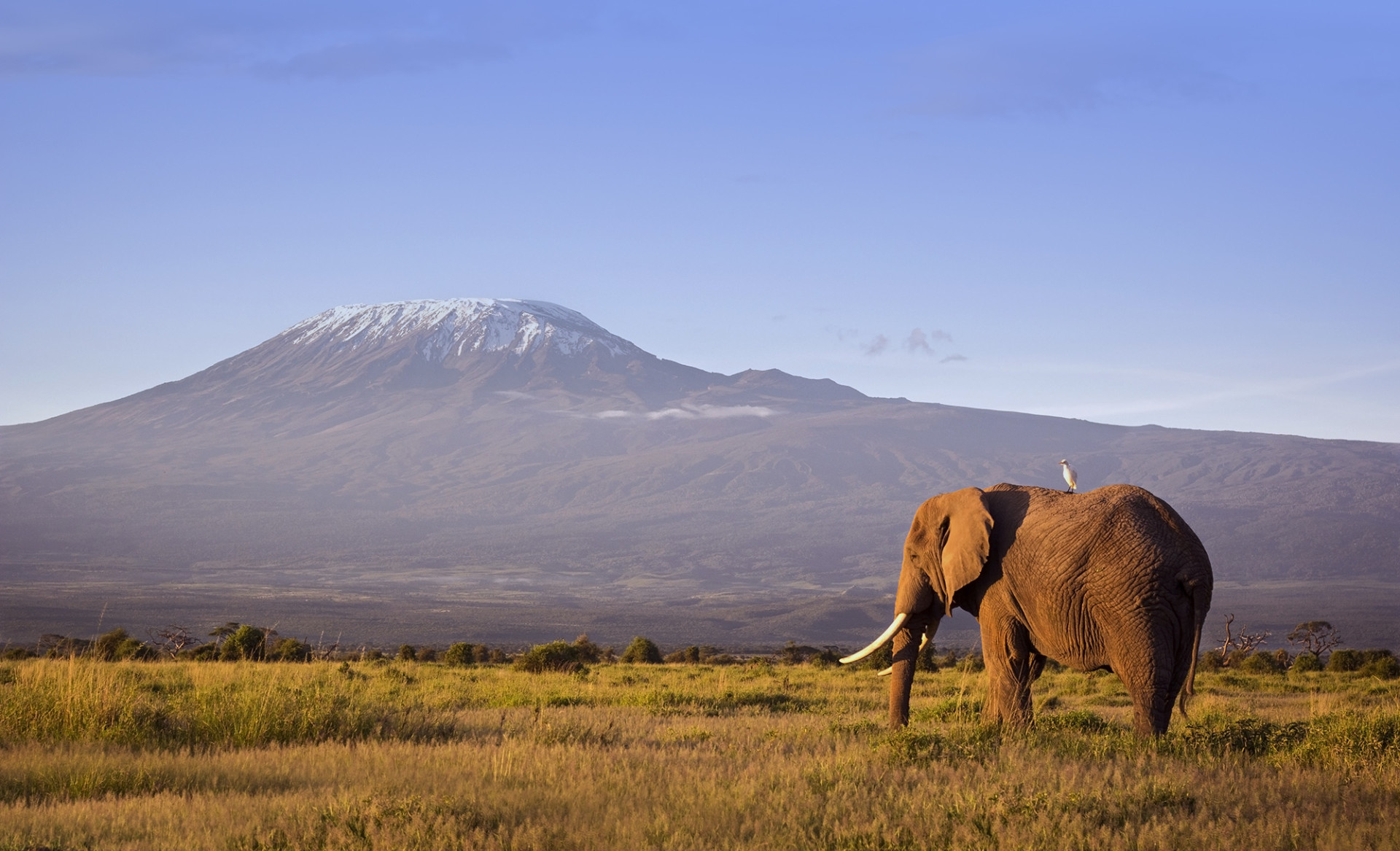 Africa Kenya Amboseli National Park safari scene elephant Stock 496777728 web
