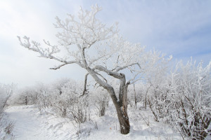 Balwangsan Mountain winter scenery Pyeongchang gun Gangwon do South Korea AdobeStock 477948986 web