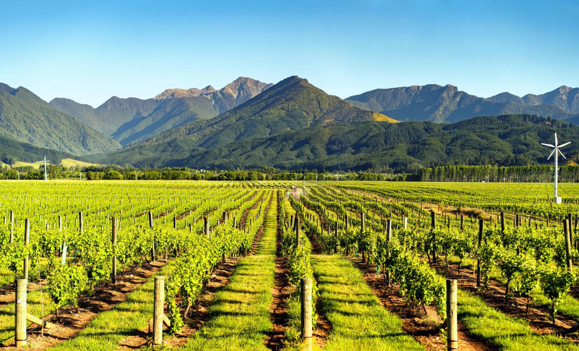 Blenheim Marlborough Vineyard iStock 1128996629 R