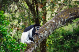 Colobus monkey in the montane forest of Kilimanjaros west side Tanzania Africa iStock 658617330 web