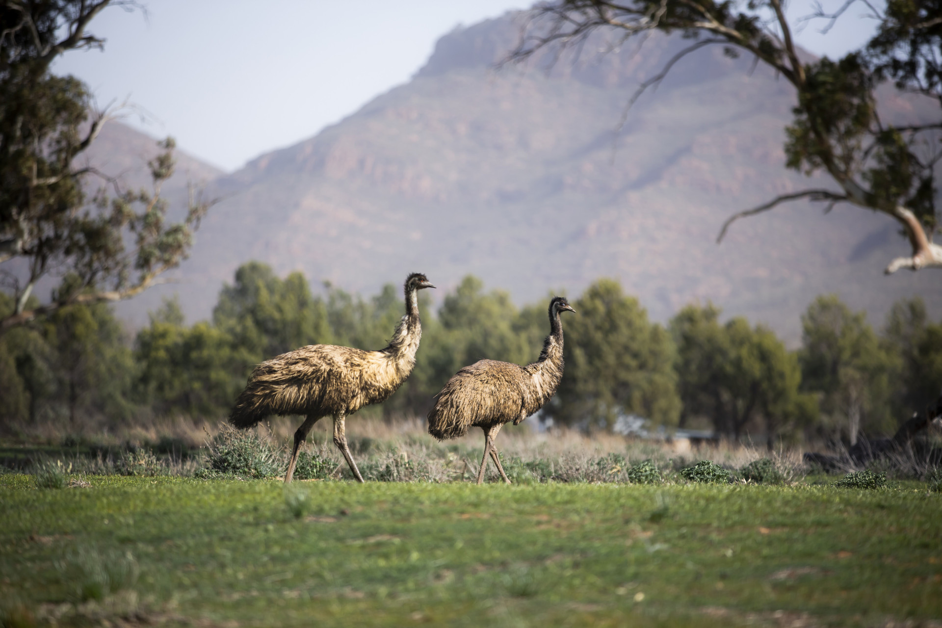 Yura Udnyu Aboriginal Cultural Walk South Australia Emus 649463 19 web