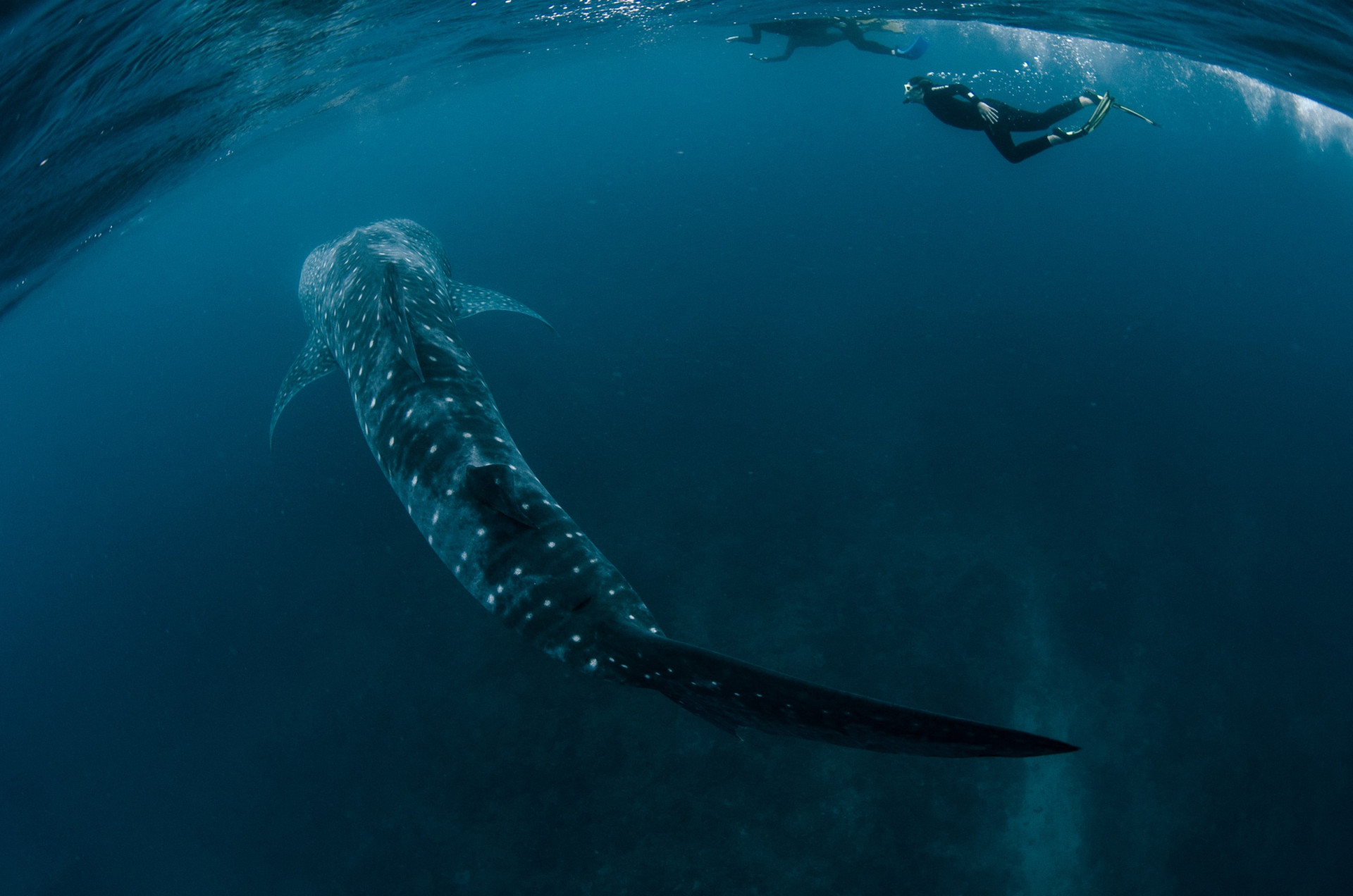 EDWN Experience Whaleshark Swim Ningaloo WA 24