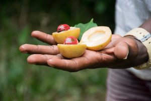 Fresh nutmeg Zanzibar Tanzania iStock 936318508 web