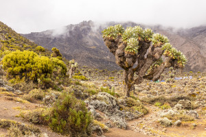 Giant Senecio plants Mount Kilimanjaro Tanzania iStock 2267882260 web