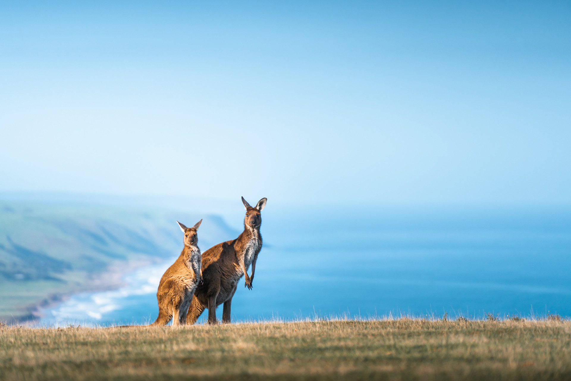 Kangaroos at Deep Creek South Australia credit kwest shutterstock 2303096589 web