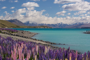 Lupin flowers at Lake Tekapo Mackenzie New Zealand shutterstock 552873595 web