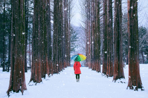 Nami Island winter South Korea AdobeStock 240555442 web