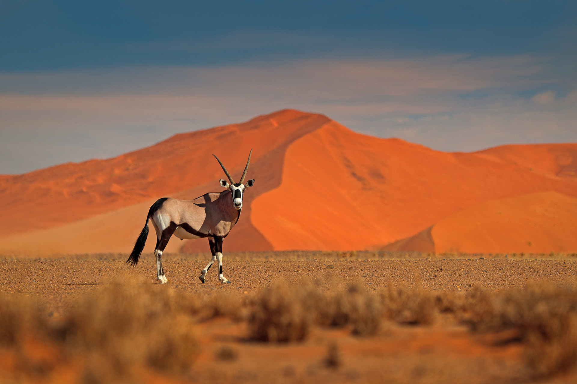 Namibia Sossusvlei Gemsbok with orange sand dune evening sunset Gemsbuck Oryx gazella large antelope in nature habitat AdobeStock 243676200 v2 web