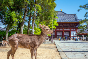 Nara Todai ji Temple deer shutterstock 1089526091 web