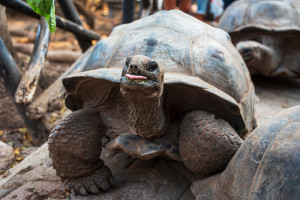 Prison Island giant tortoise Zanzibar Tanzania AdobeStock 288577167 web
