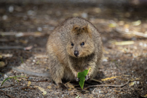 Rottnest Island Western Australia quokka shutterstock 2547260471 web