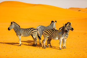 Saudi Arabia - Nofa Wildlife Park - zebra