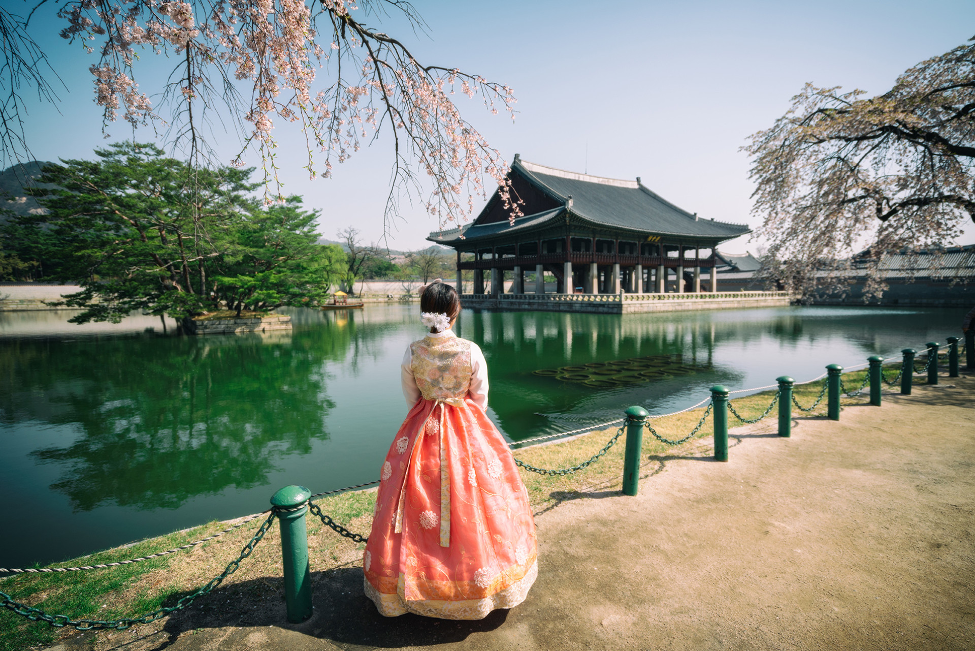 Seoul Gyeongbokgung Palace spring cherry blossoms woman wearing korean national dress or Hanbok South Korea iStock 960848684 web