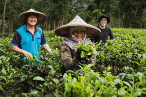 Taiwan tea picking family iStock 1489170430 web