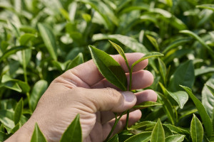 Taiwan tea picking iStock 1496919577 web