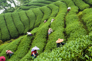 Taiwan tea plantation tea picking mountains iStock 1192428594 web