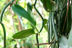 Zanzibar vanillia plantation Tanzania Africa AdobeStock 500134768 web
