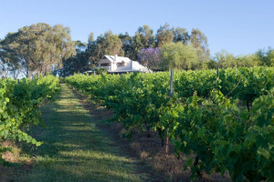spicers vineyards estate pokolbin