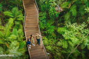 Daintree